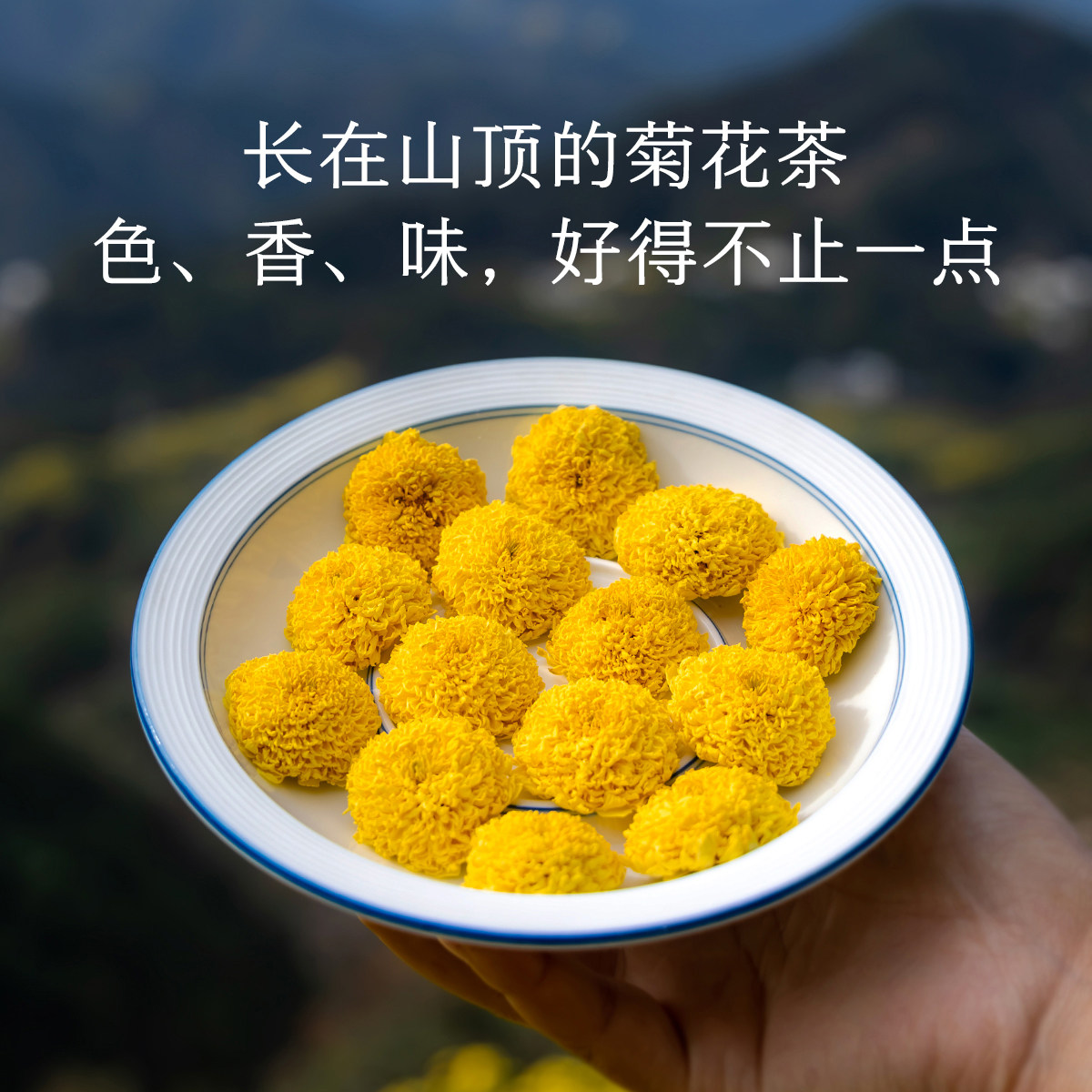 晚桔 菊花茶 黄山皇菊无硫磺支持检测 玩手机熬夜泡水喝养生茶