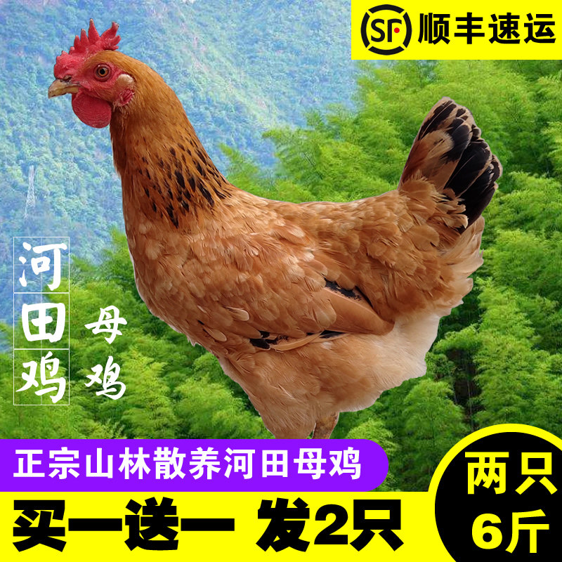 正宗河田鸡母鸡 2只山林散养福建长汀农家土鸡走地鸡整鸡顺丰包邮