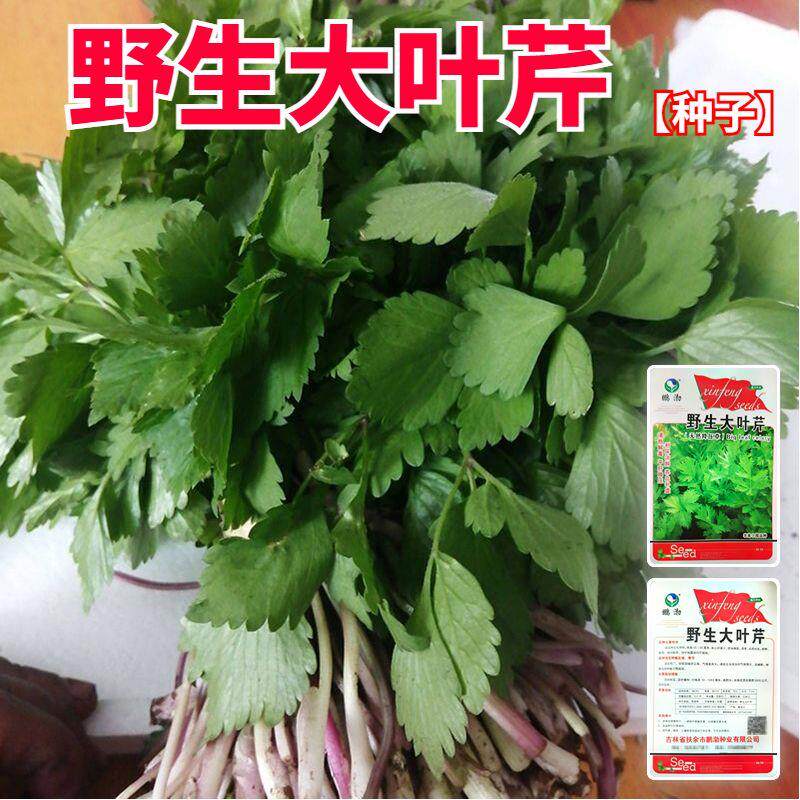 大叶芹菜种子东北野菜大叶芹山区产蔬菜种野芹菜盆栽地栽图片