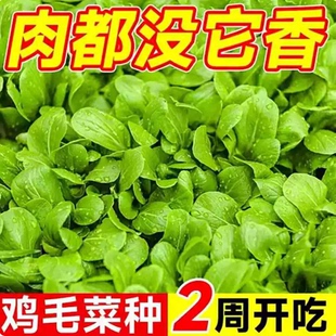 鸡毛菜种子一年四季 播耐热耐寒小白菜青菜油菜孑阳台盆栽蔬菜种子