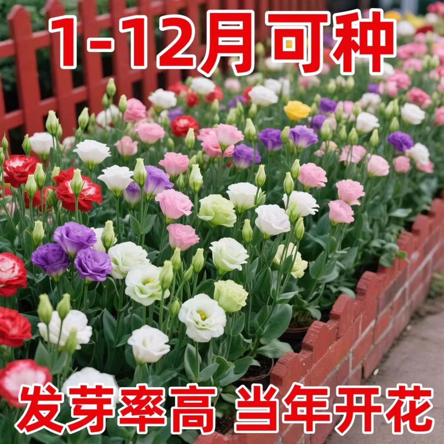 洋桔梗花种子花苗四季种易活室内室外花种孑盆栽花卉花种籽花籽图片