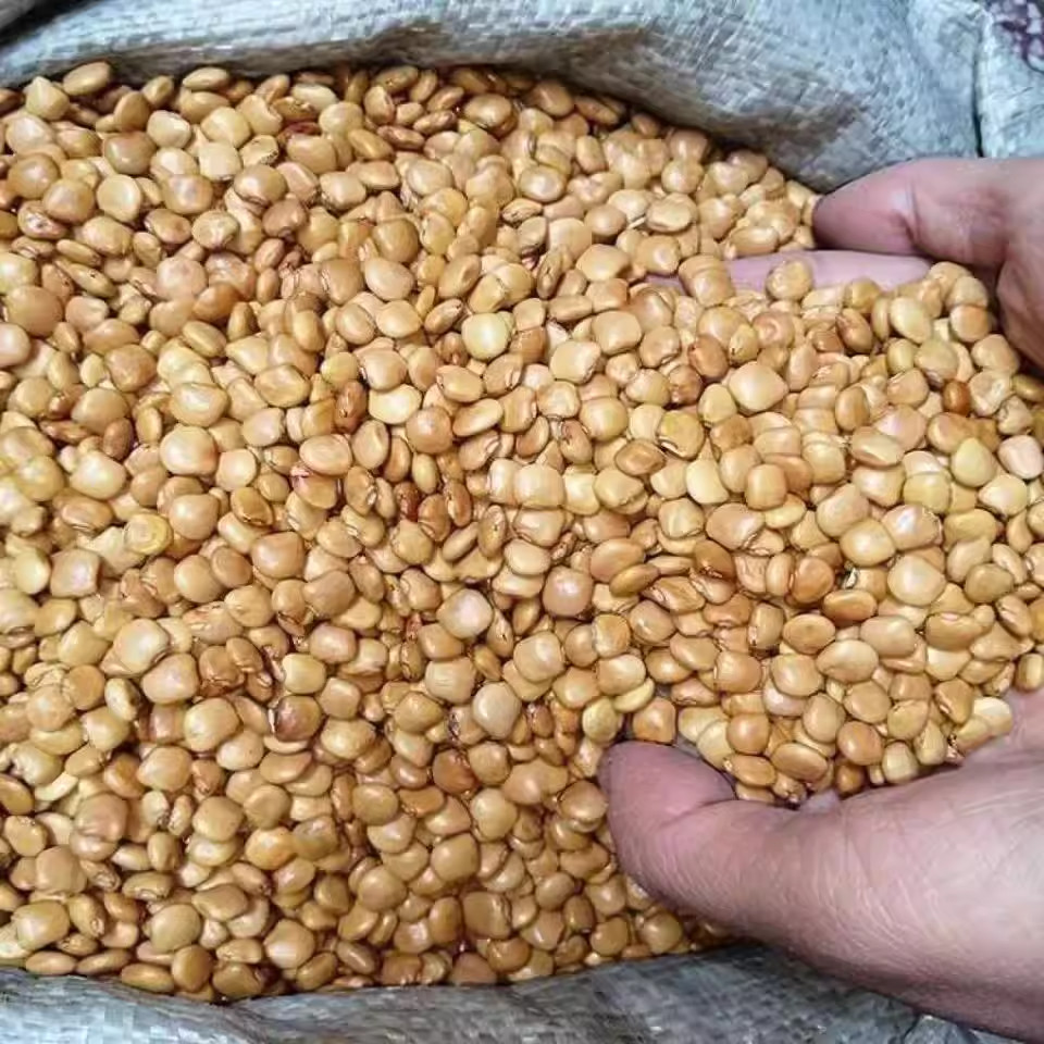 凉薯地瓜种子牧马山地瓜早熟高产水果地瓜沙葛凉薯豆薯蔬菜种子