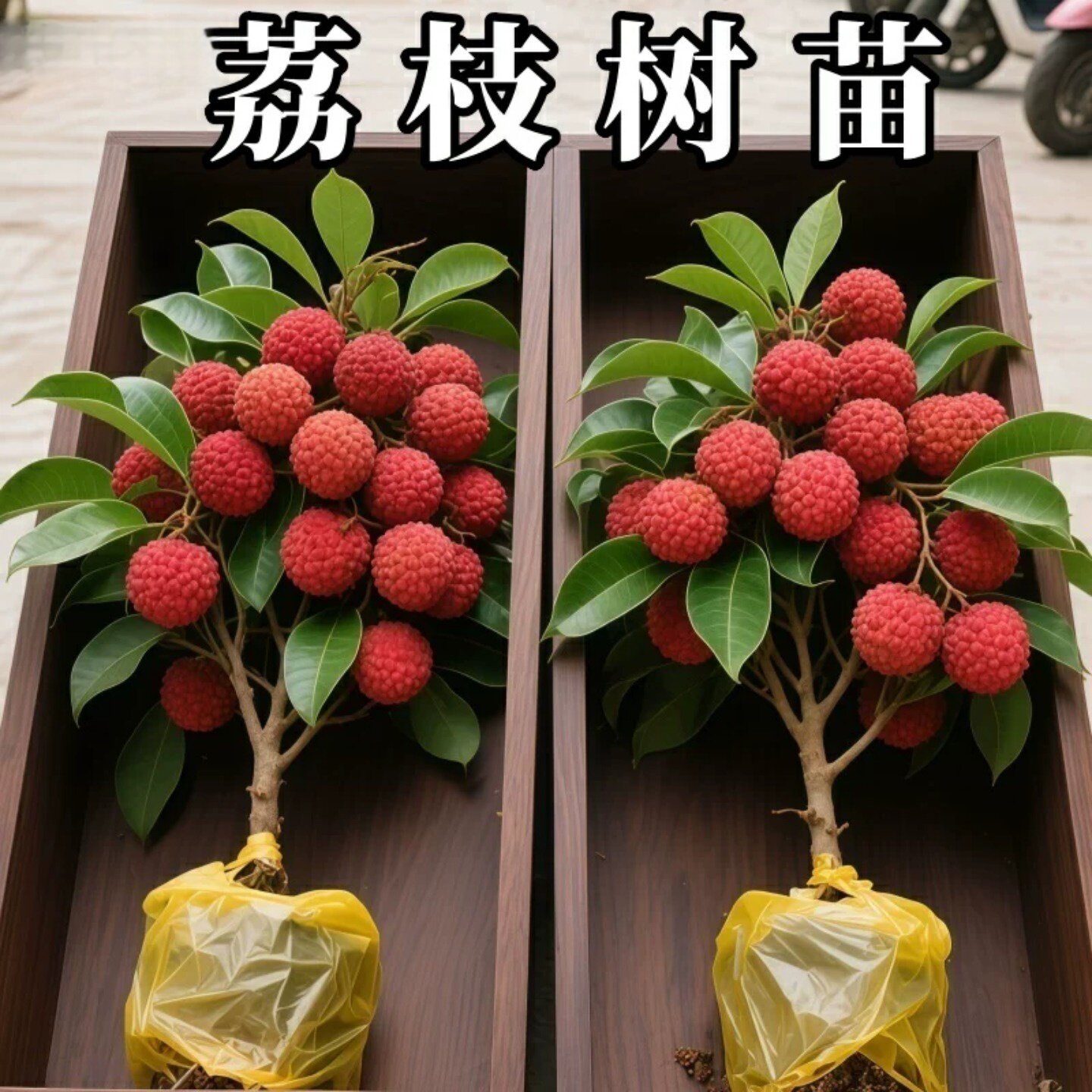 荔枝树苗嫁接无核桂味妃子笑白糖罂糯米糍荔枝苗南北方庭院种植图片