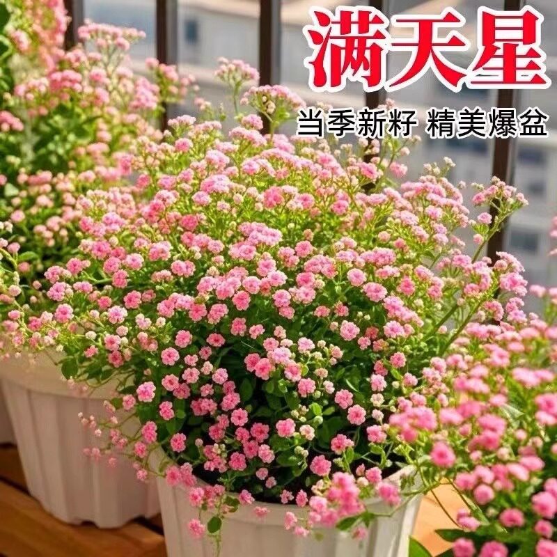 易爆盆满天星种子花种孑四季种易活室内外开花盆栽花卉植物花种籽图片