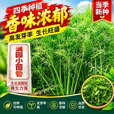食用茴香种子多次采收割茬小叶茴香种籽四季播种谷香佐料蔬菜种子
