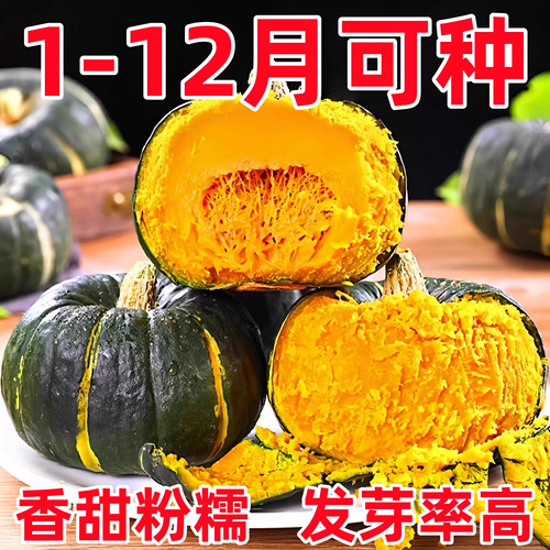 板栗贝贝南瓜籽春秋四季易种绿面瓜板栗味粉糯香甜栗小南瓜窝瓜籽