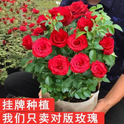 给家里也种上这种玫瑰老桩，能开出五颜六色的玫瑰花