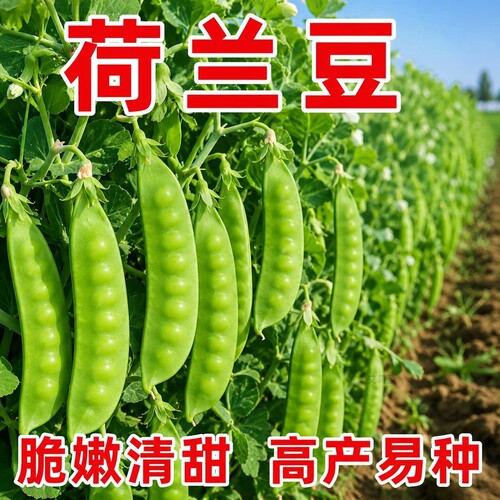 荷兰豆种籽四季种植早熟高产易活何兰豆种子阳台庭院盆栽蔬菜苗秧