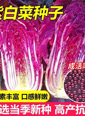 里外紫色大白菜种子高产紫白菜种子紫罗兰白菜紫白菜夏季蔬菜种子
