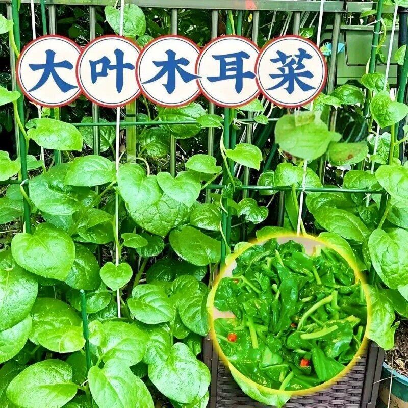 木耳菜大圆叶爬藤木耳菜新鲜农家自种豆腐菜大叶木耳菜凉拌包邮