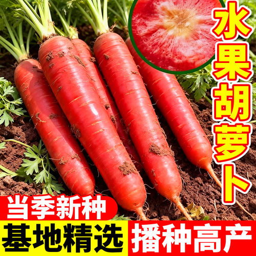 水果红胡萝卜种子胡罗卜阳台盆栽庭院农家作物春秋冬四季蔬菜种籽