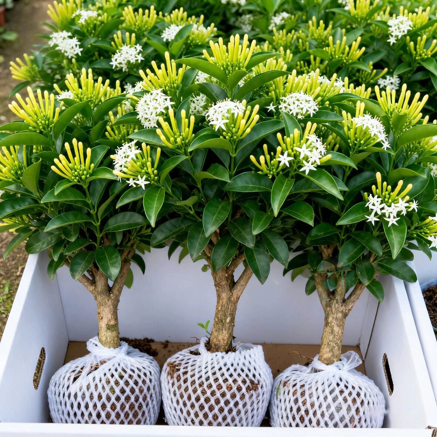 夜来香盆栽花树苗老桩带花苞室内外驱蚊花卉植物庭院阳台好养易活