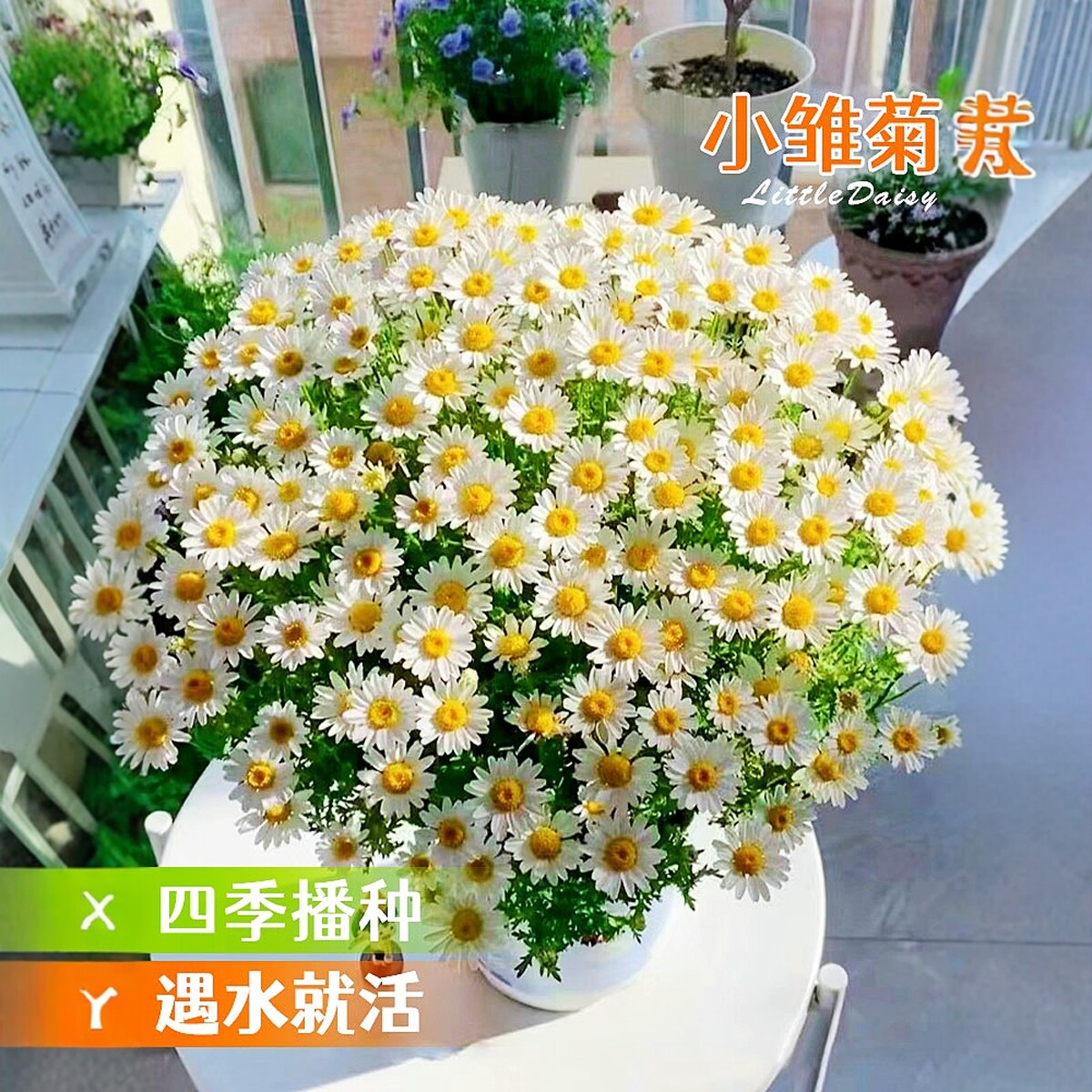 小雏菊花洋甘菊花卉植物四季盆栽太阳花野花开花盆栽Z