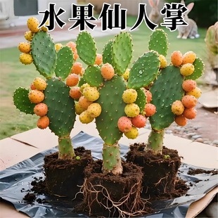 水果仙人掌当年结果食用型宝塔红果种植黄大刺米邦塔仙人掌火龙果