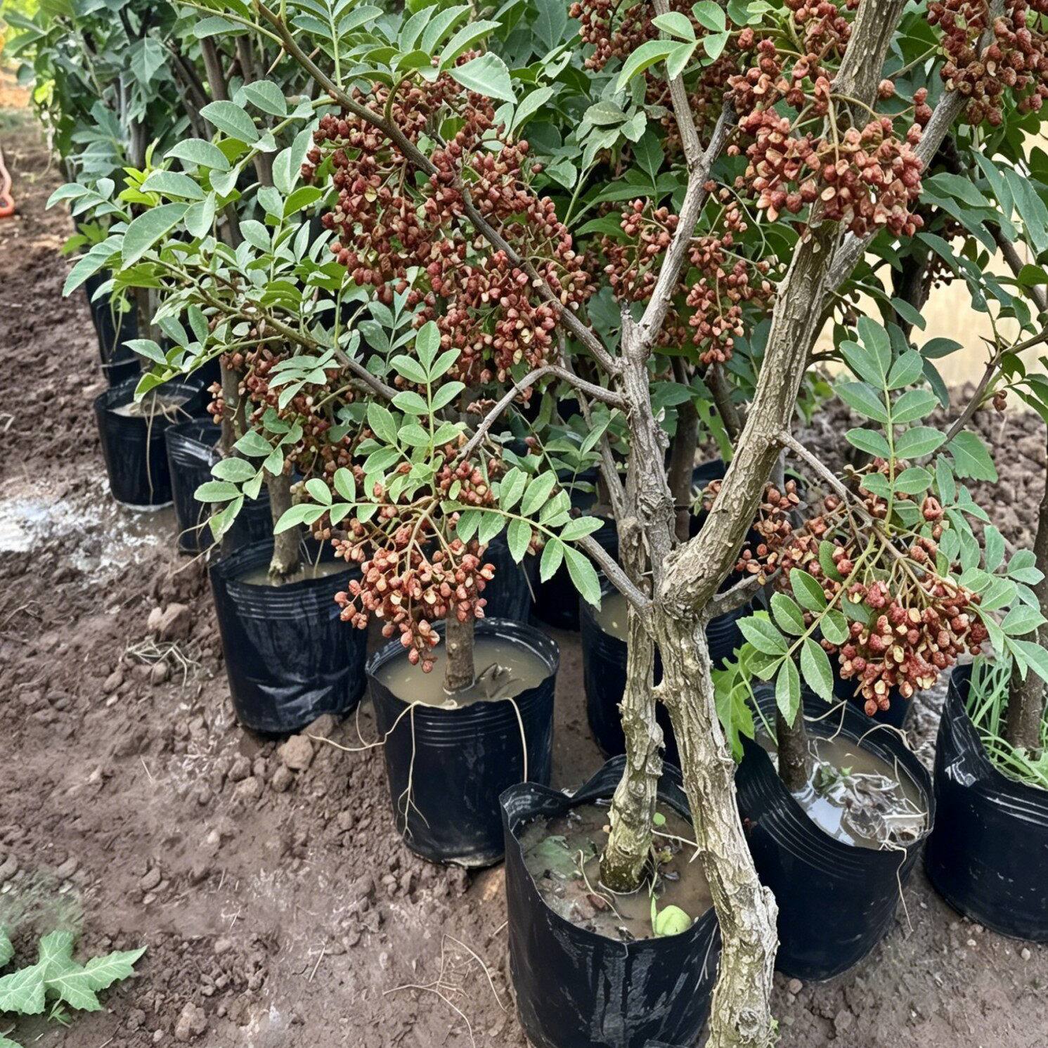 花椒树苗大红袍苗麻椒青苗无刺土球树苗批发四川庭院花椒苗树果树图片