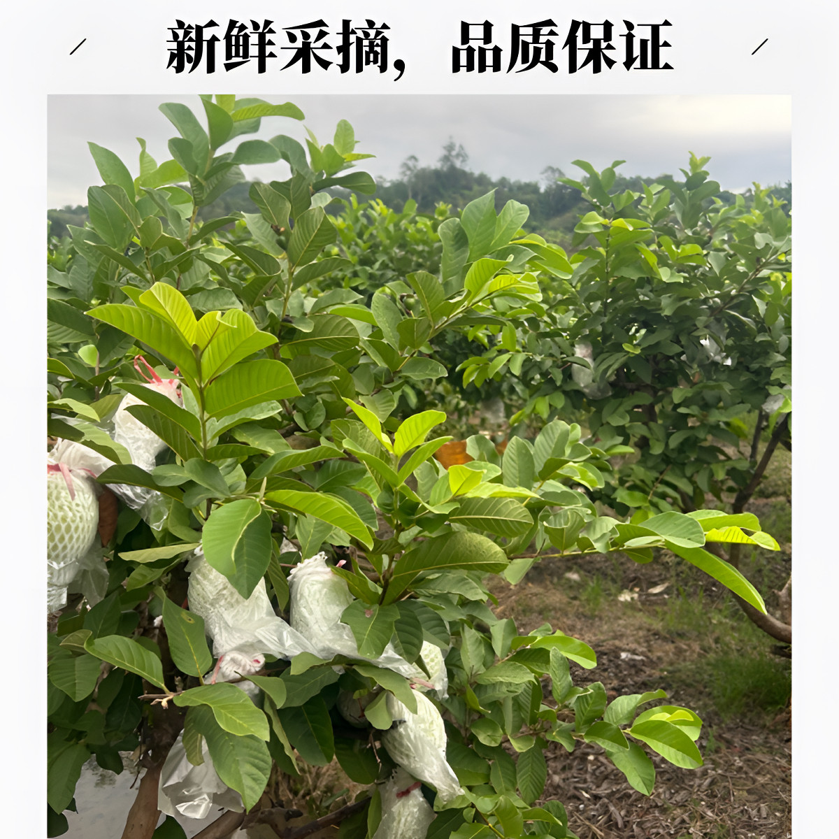 台湾芭乐5斤福建漳州白心珍珠番石榴新鲜热带水果清脆现摘大果