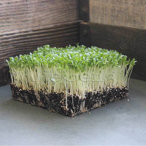 结球生菜种子莴苣微型