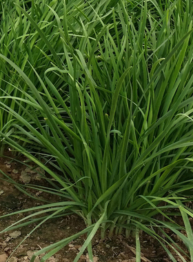 韭菜种子 红根紫根韭菜 春秋播种耐热 多年生蔬菜种籽 Leek Seed