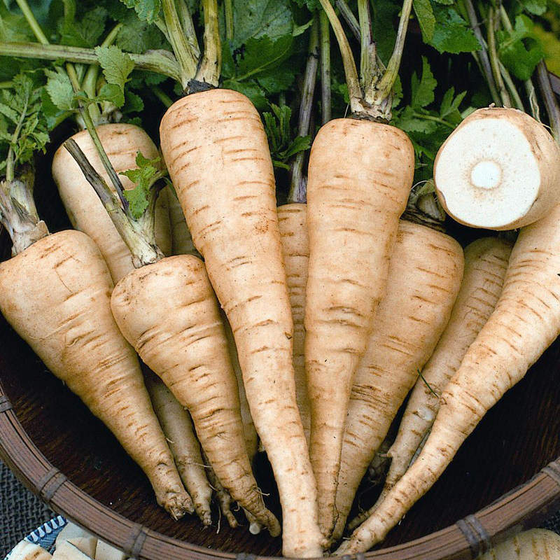 美国防风草种子 欧洲防风草 Parsnip Seed 欧洲萝卜 西餐蔬菜食材,鲜花速递/花卉仿真/绿植园艺,家庭园艺种子,淘宝优惠券,粉丝福利购,淘宝优惠卷