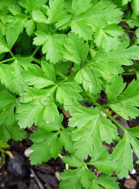 意大利平叶欧芹种子 法香 香芹 洋芫荽Italian Giant Parsley香草