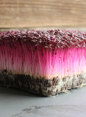 火红苗种子 石榴红苋菜 斯卡纳安珊瑚芽水培芽苗菜绿苋菜米苋种籽