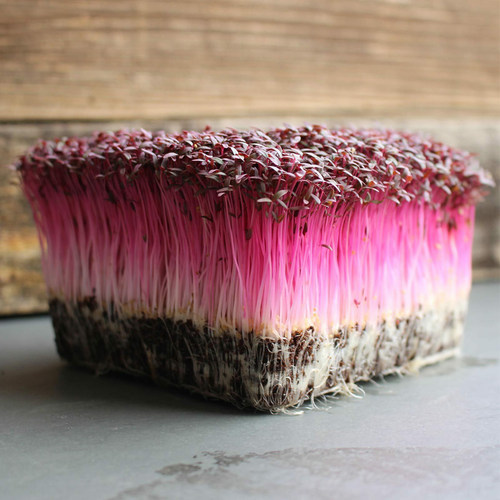 火红苗种子水培红苋菜微型蔬菜