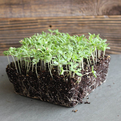 三色菊种子花环菊微型蔬菜芽苗菜