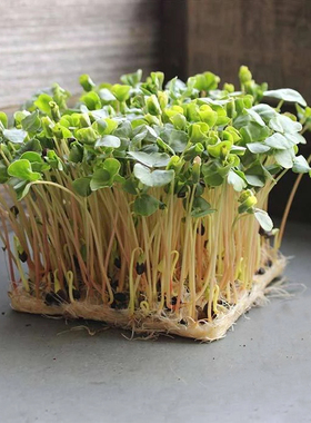 甜荞麦种子 水培芽苗菜三角麦 微型蔬菜种子Buckwheat Micro Seed