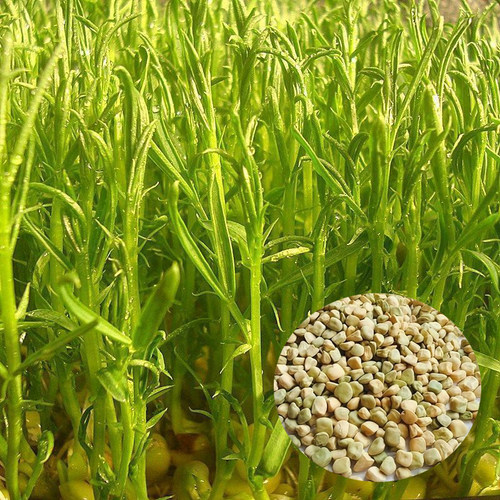 松柳种子水培松柳菜芽苗菜