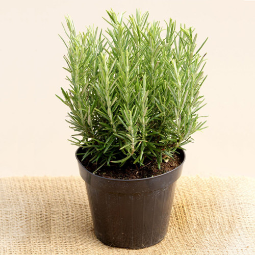 迷迭香种子香草香料Rosemary