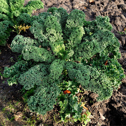 羽衣甘蓝种子 食用西伯利亚羽衣甘蓝 Siberian Kale 耐寒蔬菜菜籽 - 封面
