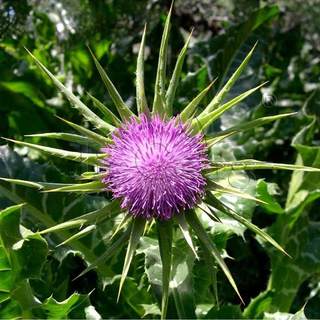 奶蓟种子 Milk Thistle 水飞蓟 小蓟圣蓟幸福蓟 香料香草植物种子