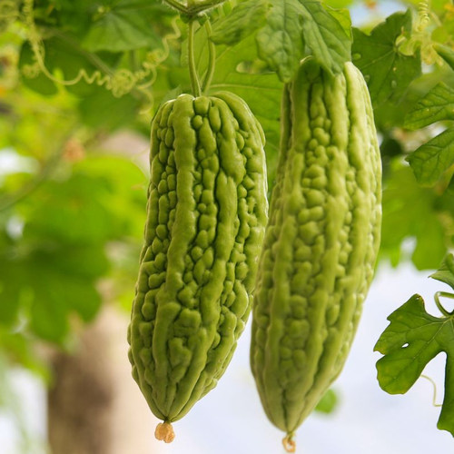 苦瓜种子凉瓜食用蔬菜瓜果种子