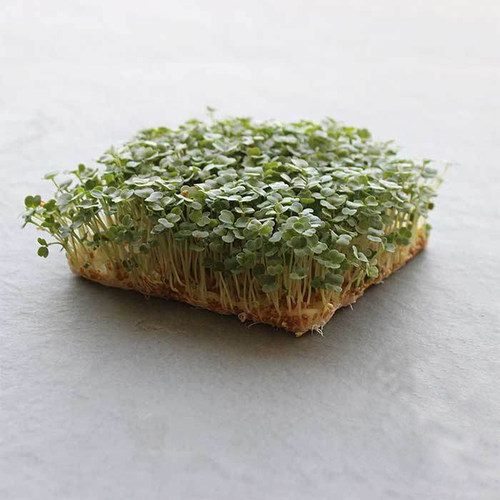 火箭生菜种子大叶芝麻菜香草籽