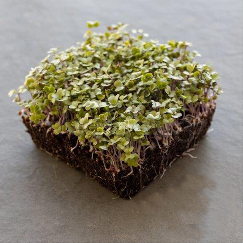 绿甘蓝种子 卷心菜 包菜 水培苗菜 微型蔬菜 cabbage micro seeds