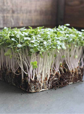 西兰花种子 芽苗菜青花菜西蓝花椰菜微型蔬菜Broccoli Micro Seed