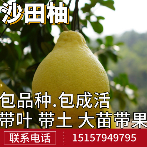 柚子树盆栽价格 多少钱 柚子树盆栽价格 多少钱