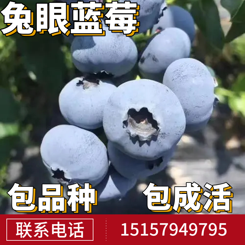 兔眼蓝莓苗南北方地栽大果蓝莓树果苗阳台盆栽四季带组培当年结果 鲜花速递/花卉仿真/绿植园艺 果树 原图主图