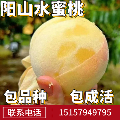 阳山水蜜桃树苗现挖发货当年结果