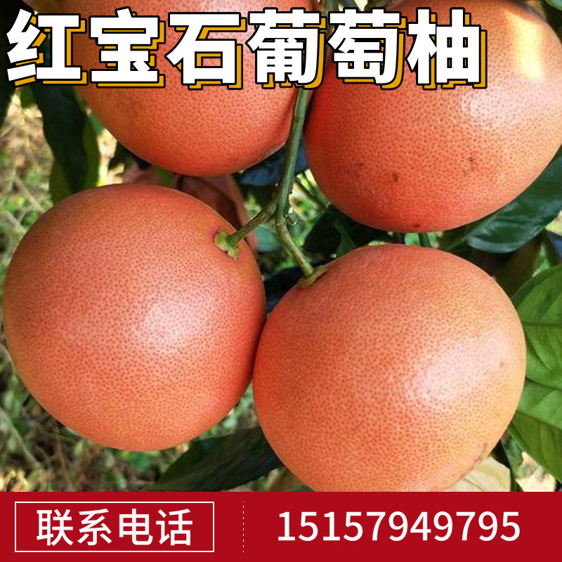 葡萄柚子苗价格 葡萄柚子苗图片 星期三