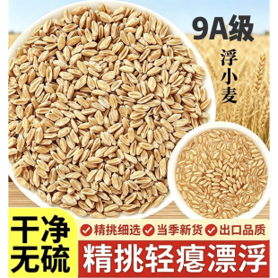 正品 浮小麦 浮麦 中药材 原料新货瘪浮小麦止汗体虚多汗煲汤煮茶