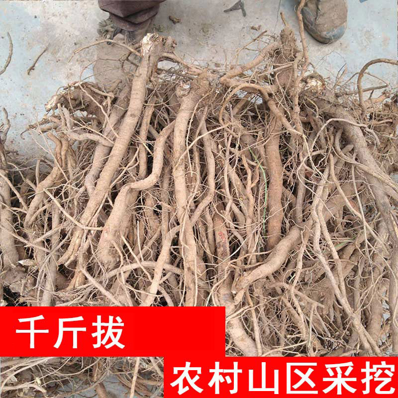 广西千斤拔500g包邮中药材一条根钉地根千金拨 钻地风中草药,传统滋补营养品,其他药食同源食品,淘宝优惠券,粉丝福利购,淘宝优惠卷