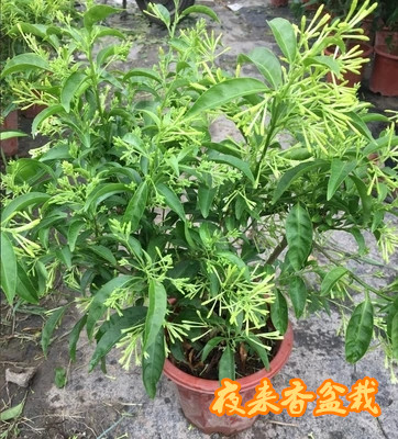 夜来香盆栽包邮室内浓香树苗室外月见草花卉草本植物