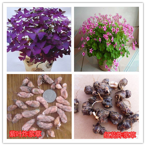 紫叶幸运草苗 红花三叶草紫叶酢浆草紫叶酢浆草红叶酢浆草盆栽