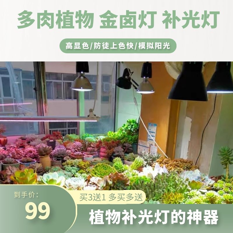 多肉植物uvb全光谱金卤灯上色快防徒led太阳光绿植热带植物补光灯