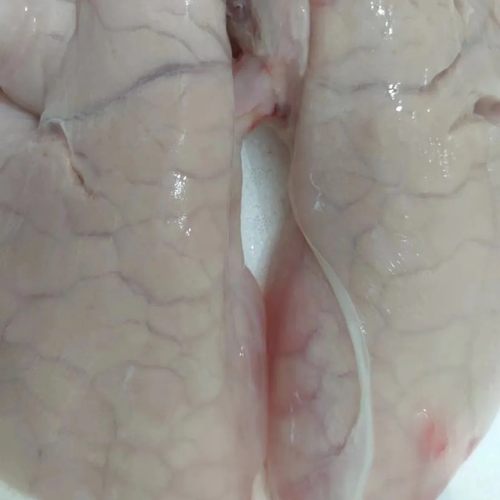 免洗猪肺精品美食如皋新鲜猪肺猪内脏腊卤味食材纯手工餐饮国产