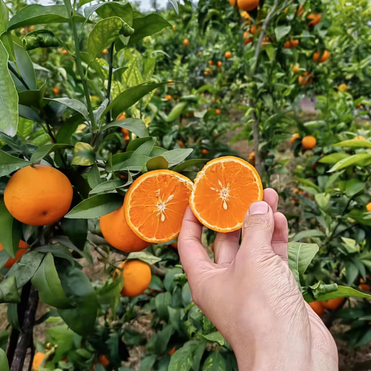 仁寿沃柑纯甜好果子便宜处理了砍树，粗皮细皮大小混装，介意勿拍