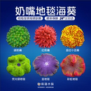 奶嘴海葵地毯荧光绿奶嘴红奶嘴紫点白海葵活体珊瑚小丑鱼共生海葵