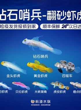 钻石哨兵黄金虾虎大帆鸳鸯四驱车贝拉橙点白虾虎翻砂沙海水观赏鱼