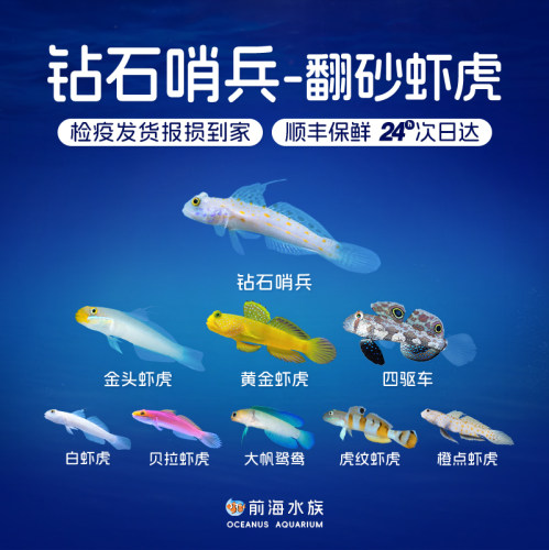 钻石哨兵金头虾虎翻砂清理缸工具